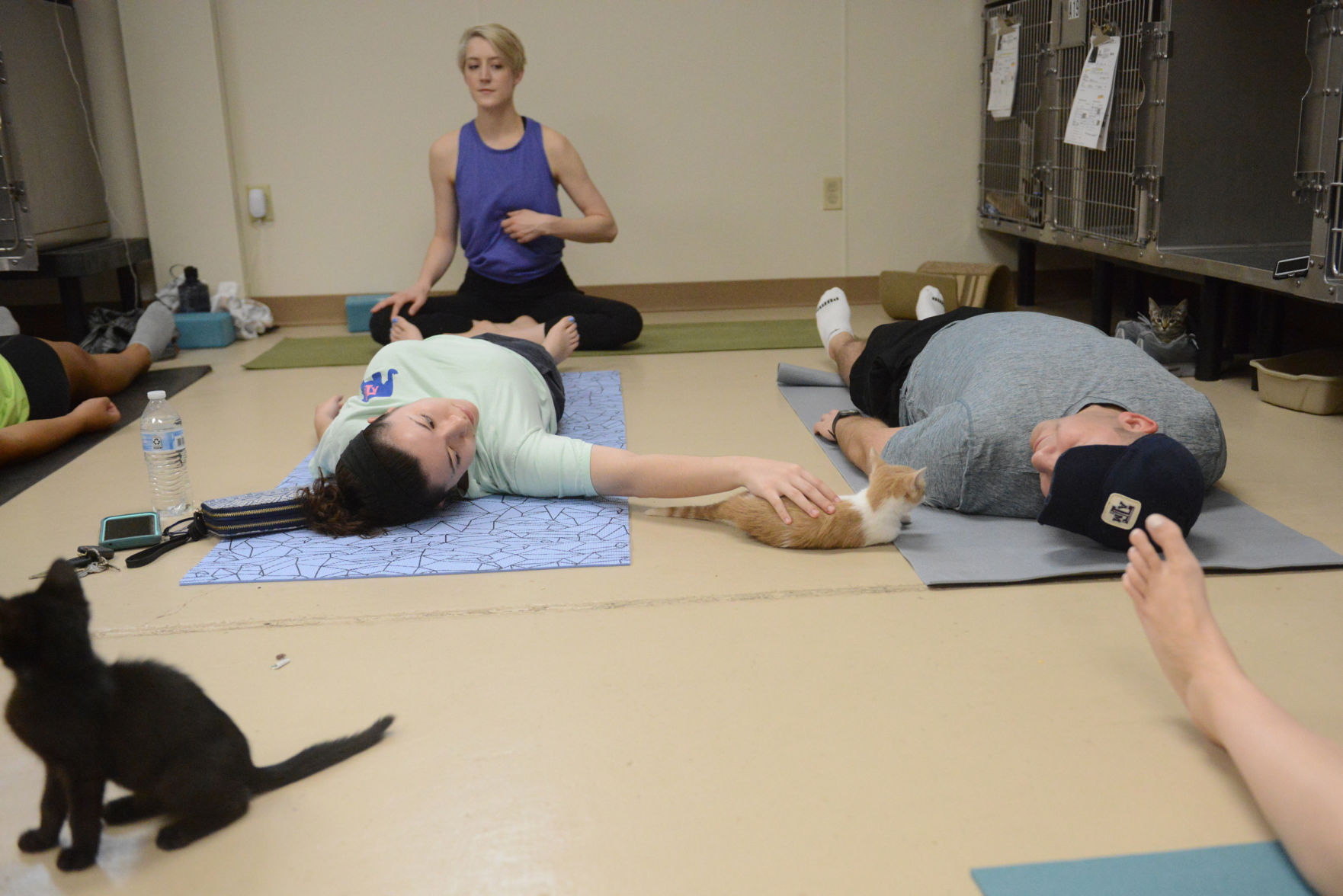 Cat Yoga at Aggieland Humane Society